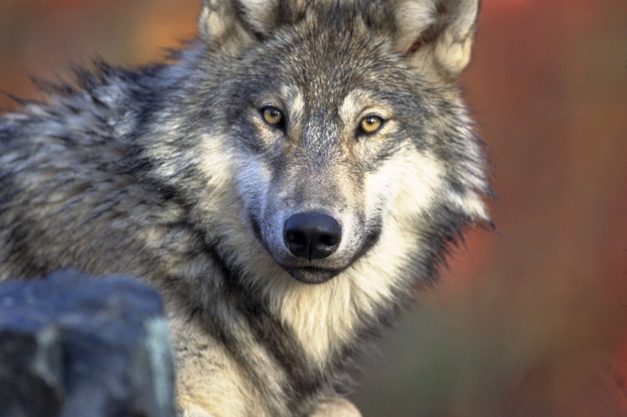 Local stakeholders’ (farmers, hunters and naturalists) perception of the extent of the wolf population in the Sainte-Victoire massif, and of its diet: comparison with data obtained by scientific monitoring 