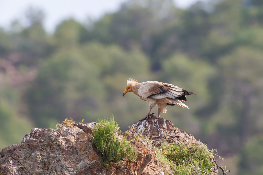 Dés-équipement des voies d’escalade non autorisées pour assurer la reproduction du vautour percnoptère dans le Luberon 