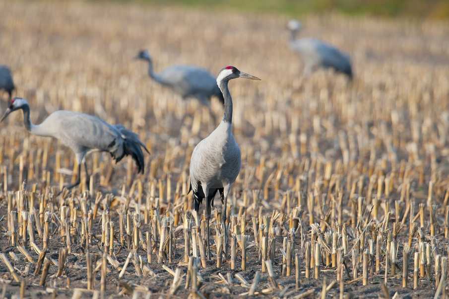 Mitigation and prevention of damage caused by the common crane on crops in the Camargue