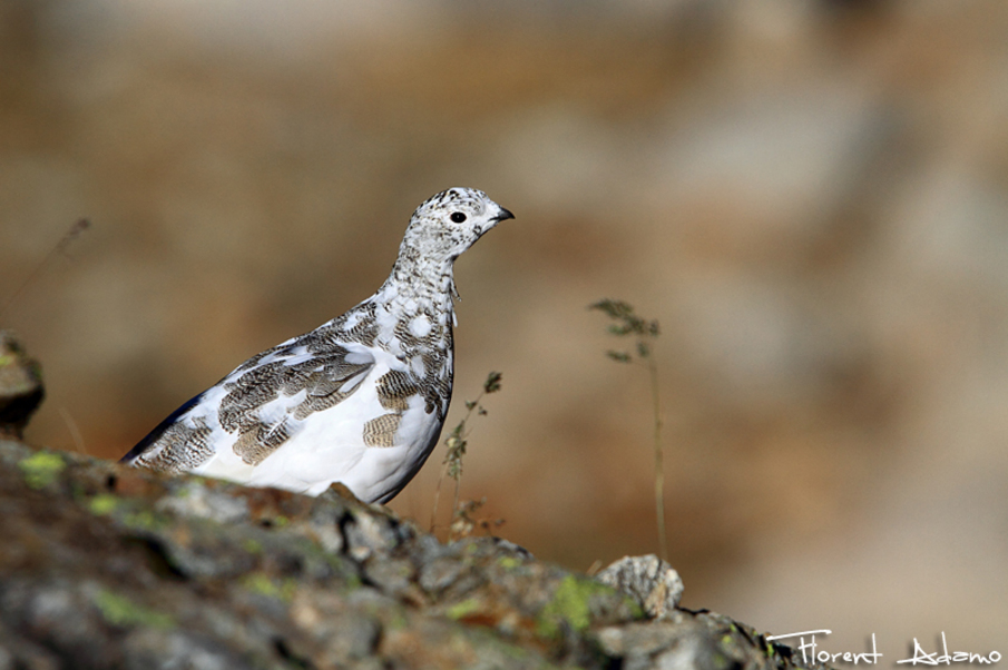 Improving knowledge and awareness of the preservation of mountain galliformes in the Alpes-Maritimes