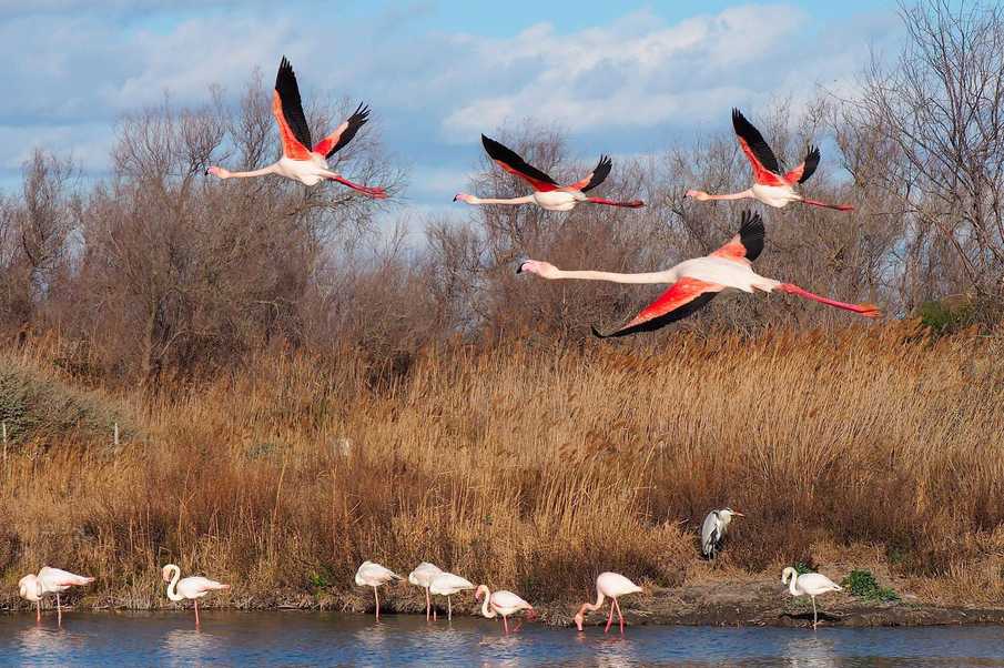 Reflecting and Acting for Human-Wildlife Coexistence in Biodiversity Areas: Example of the Camargue (PACTE Camargue Project)  