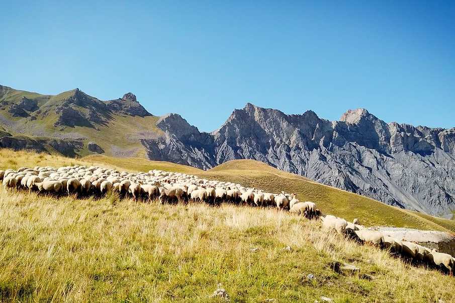 “Racontars montagnards”, creation of a comic strip on pastoral life in the Mercantour
